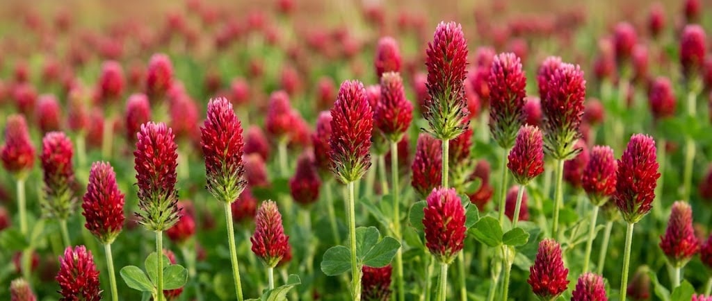 Louka s rozkvetlým jetelem jako inspirace pro kolekci FLOWER