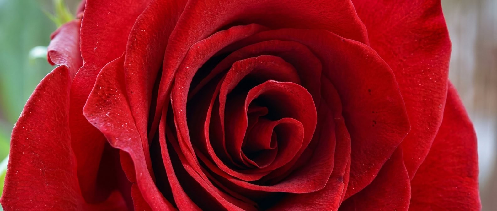 Detailní záběr na rudou růži jako symbol romantické kolekce LOVE