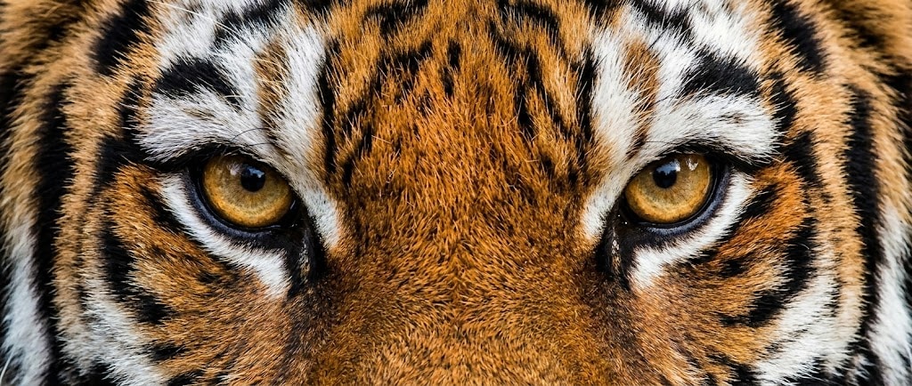 Divoká a elegantní kombinace zlatého topazu a kouřově černé - kolekce TIGER